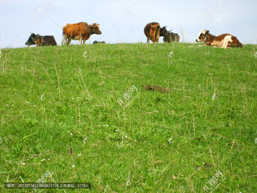 草坡上休憩的牛群
