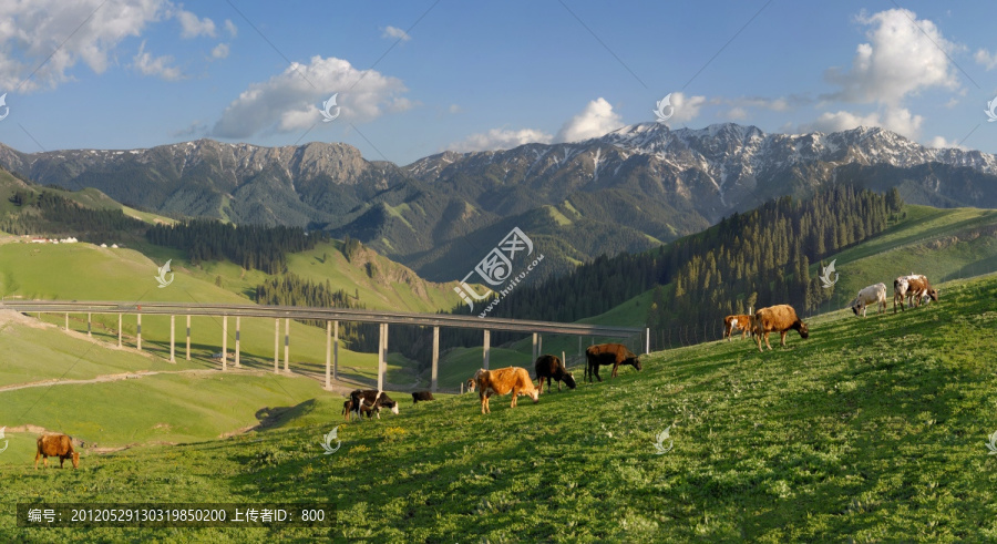 天山牧区（超大画幅高清接片）