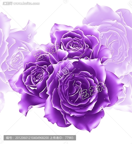 紫色玫瑰花素材