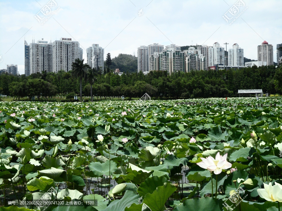 湖畔建筑群