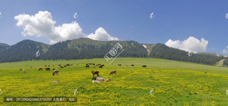 高山牧场（超大画幅高请接片）