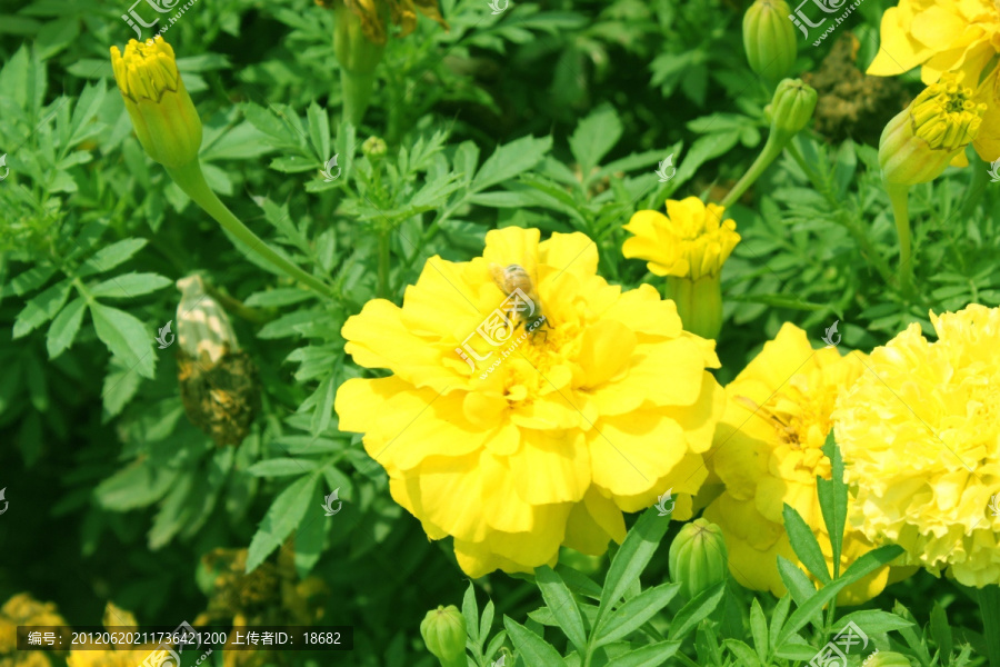 花瓣上的蜜蜂