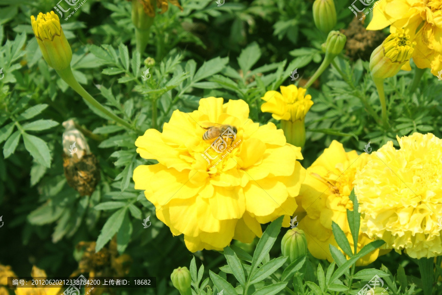 花瓣上的蜜蜂
