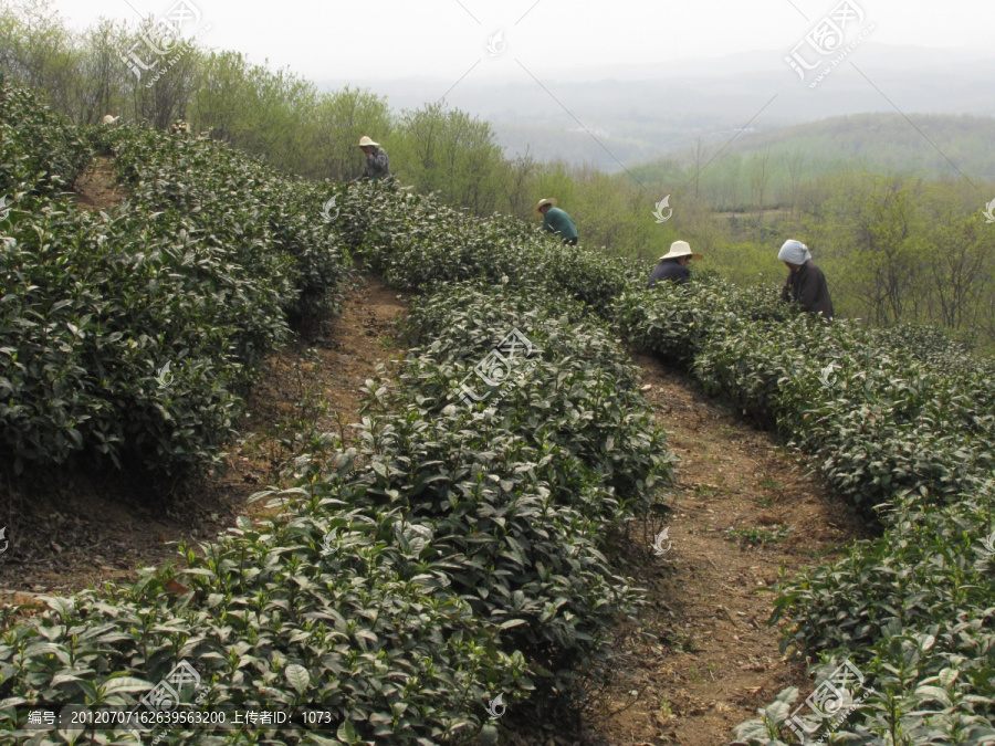 茶场春归,滁州施集茶场,赵洼远眺