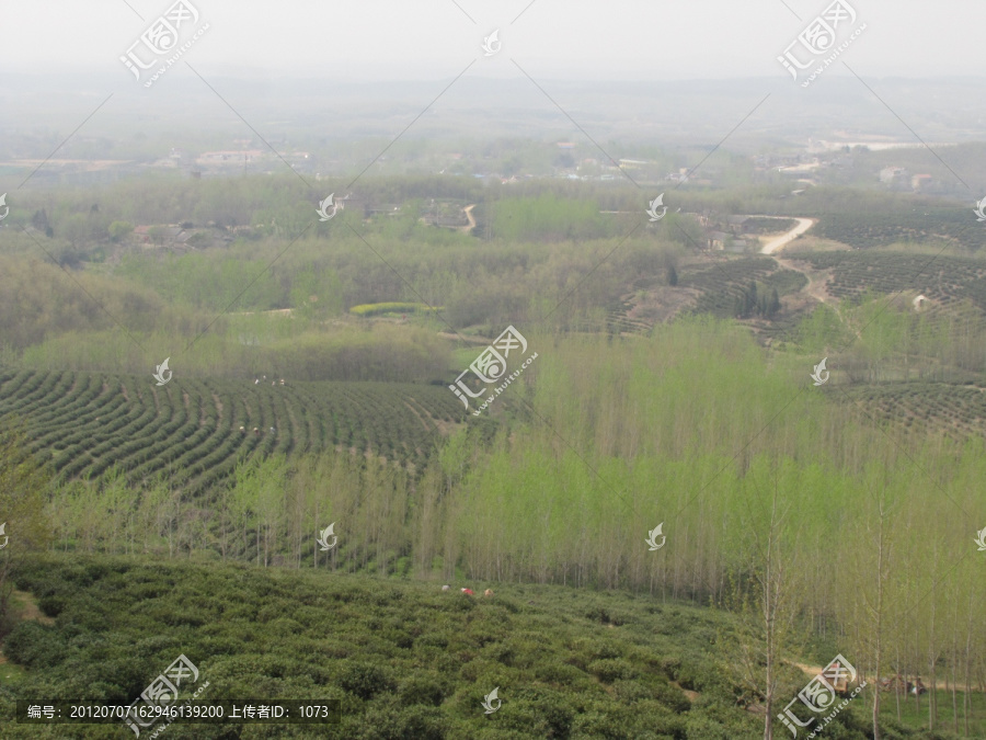 茶场春归,滁州施集茶场,赵洼远眺