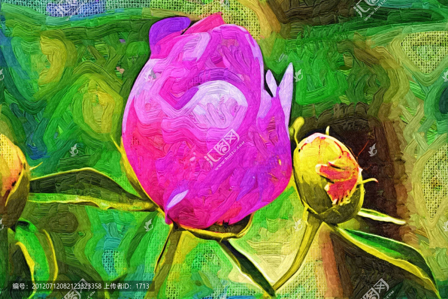 花卉,特寫