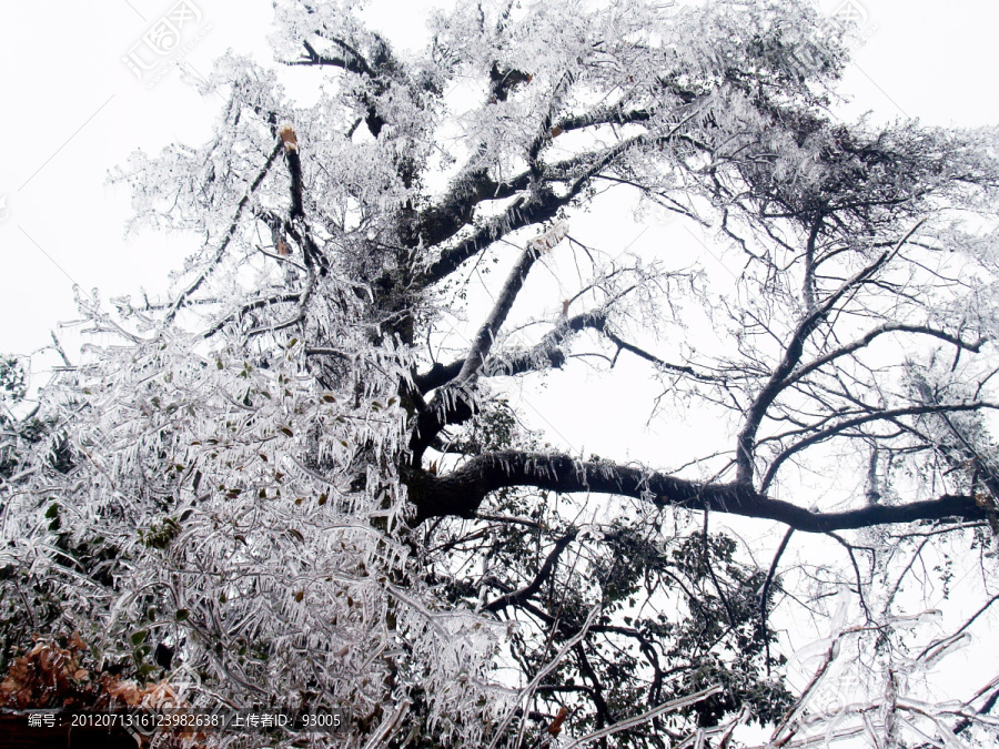 雪霜