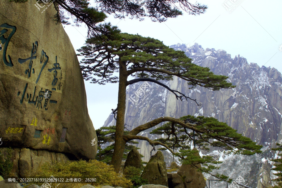 黄山迎客松