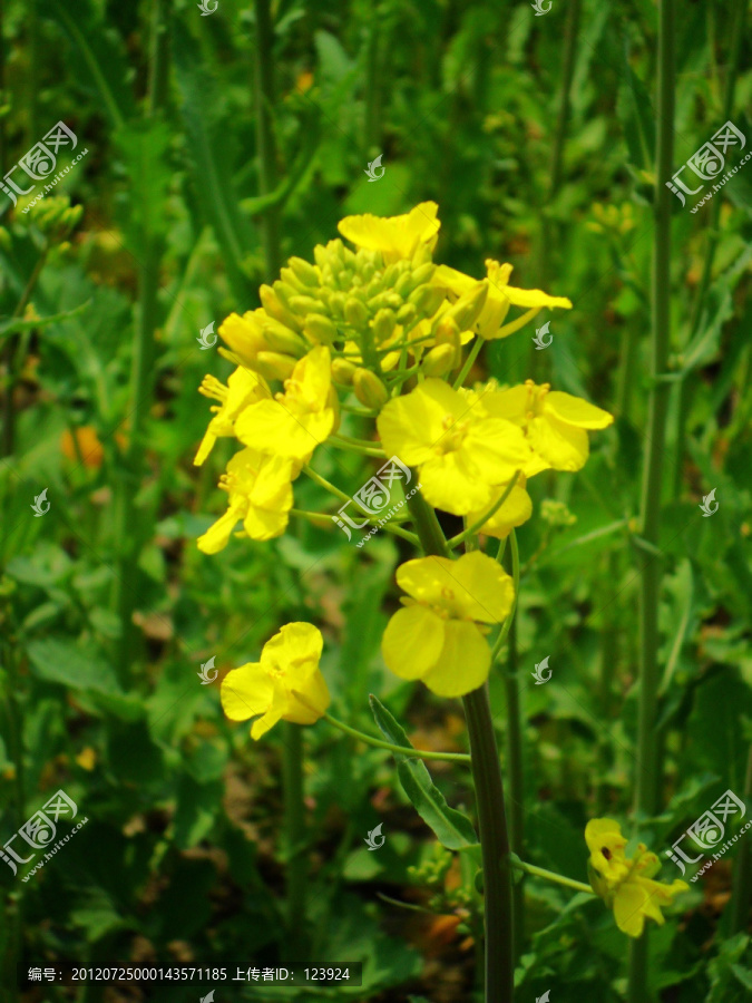 油菜花开