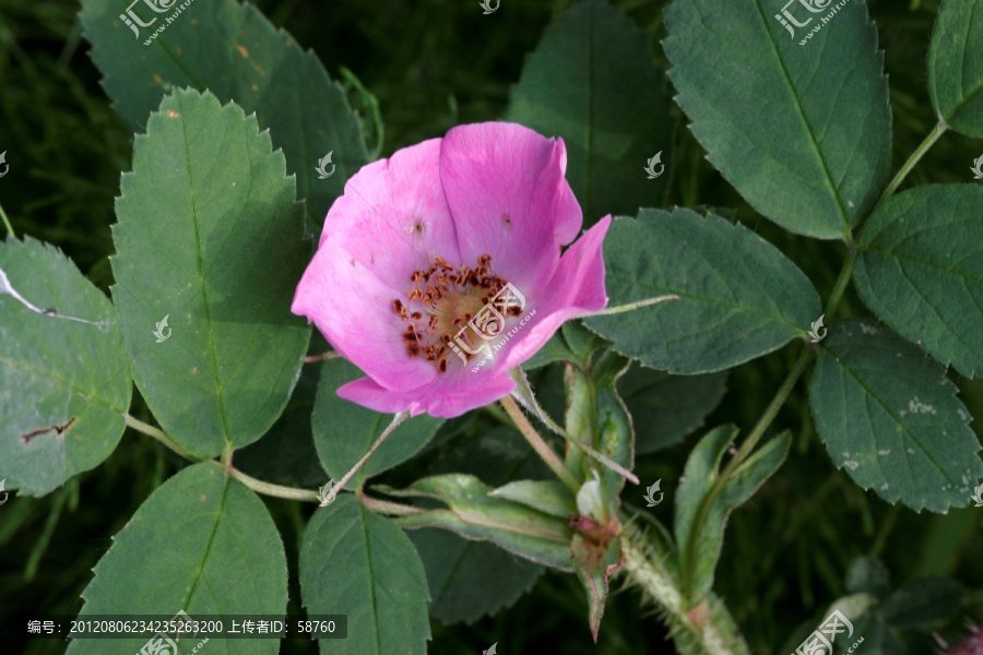 大兴安岭野生植物,刺玫果花朵