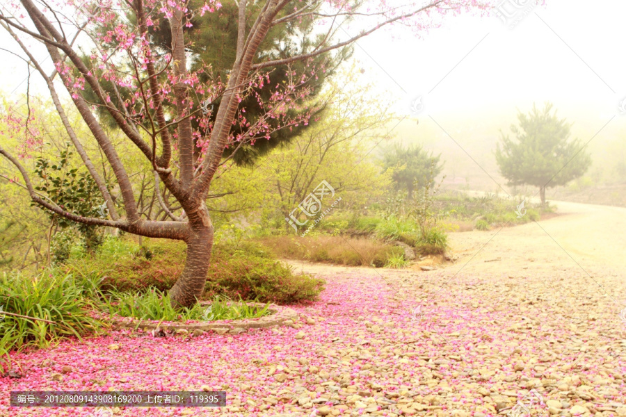 樱花