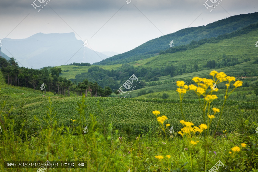 山花烂漫