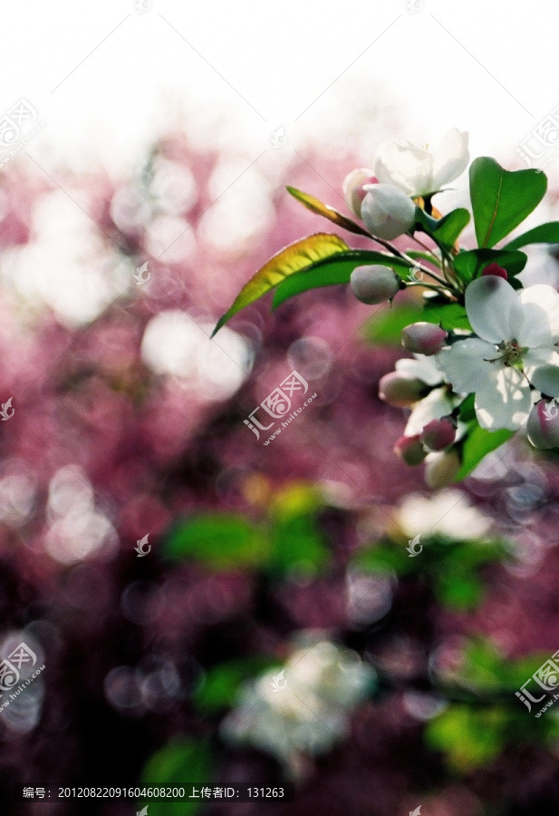 杏花（有噪点）