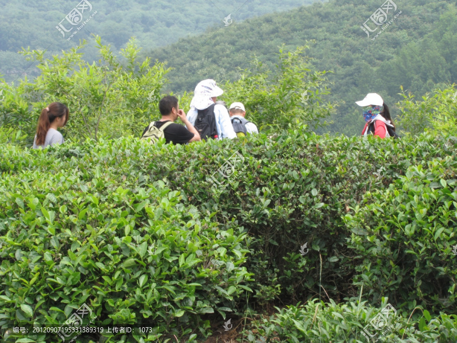 訪茶,問茶