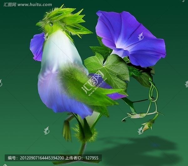 牽?；üu