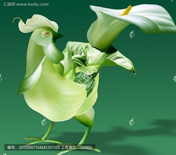 馬蹄蓮花公雞