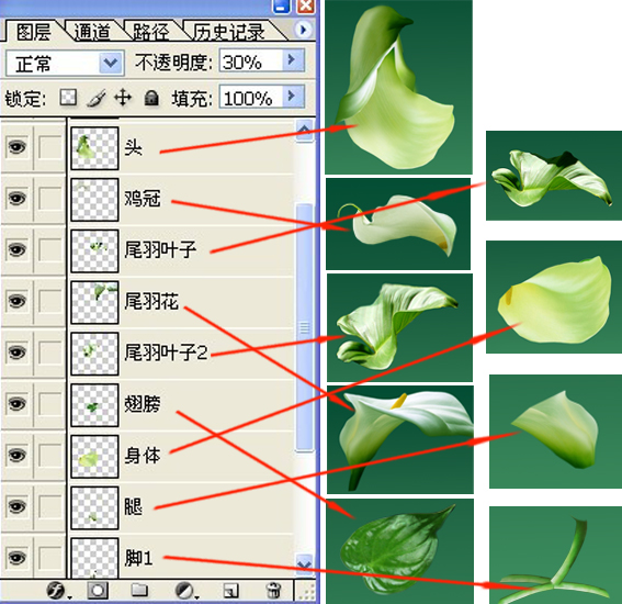 馬蹄蓮花公雞