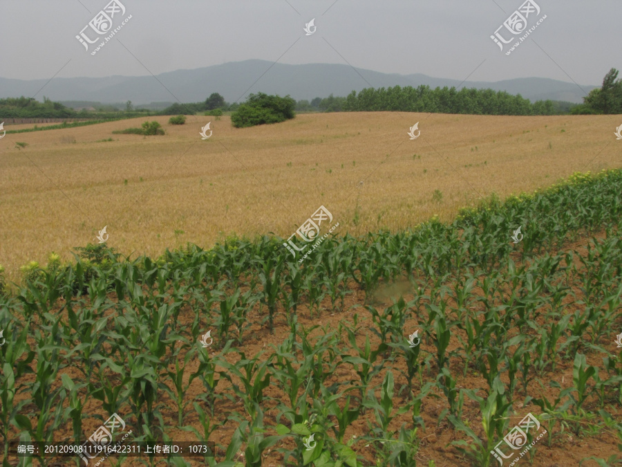 远山麦田玉米地