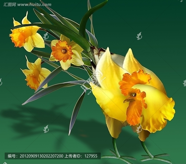 水仙花公雞