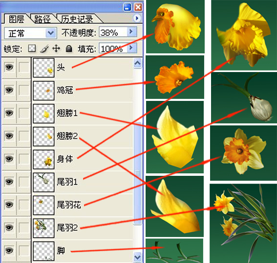水仙花公雞