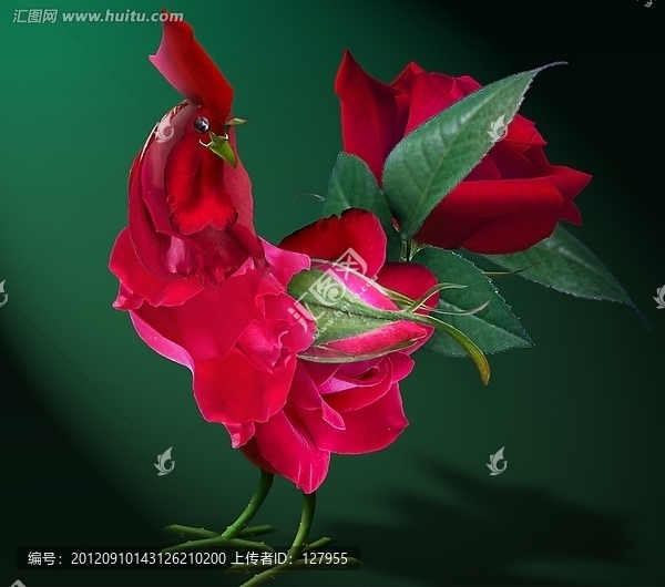 玫瑰花公雞