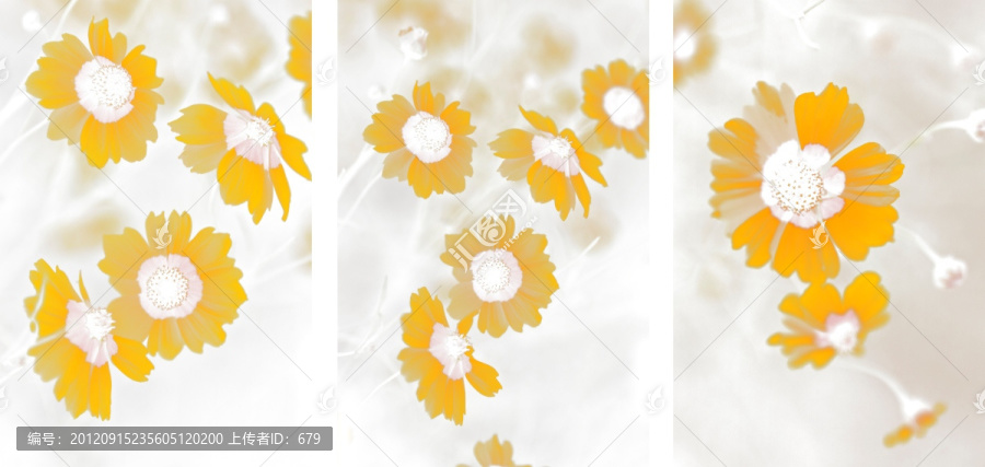 小黃花