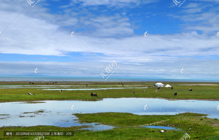 青海湖草原湿地