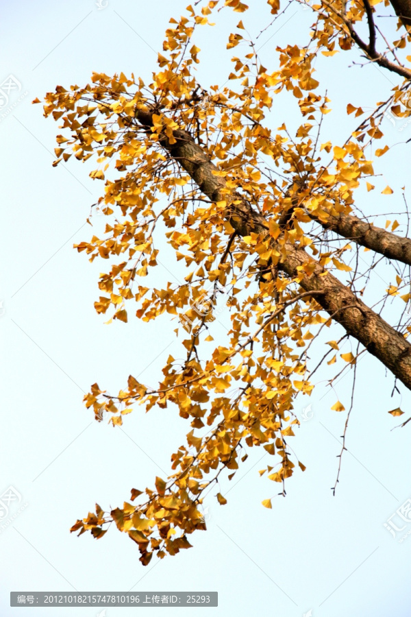 金色银杏树