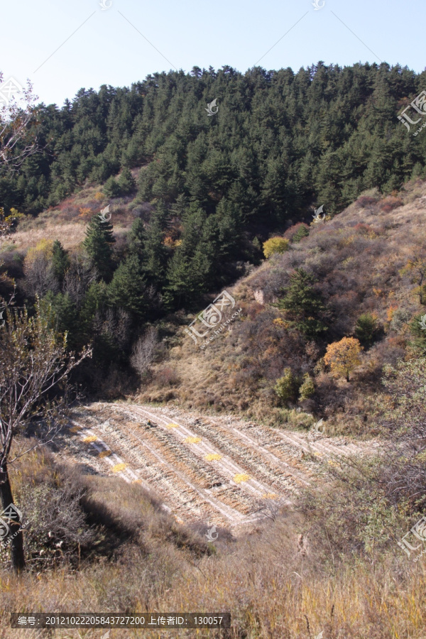 田野秋色