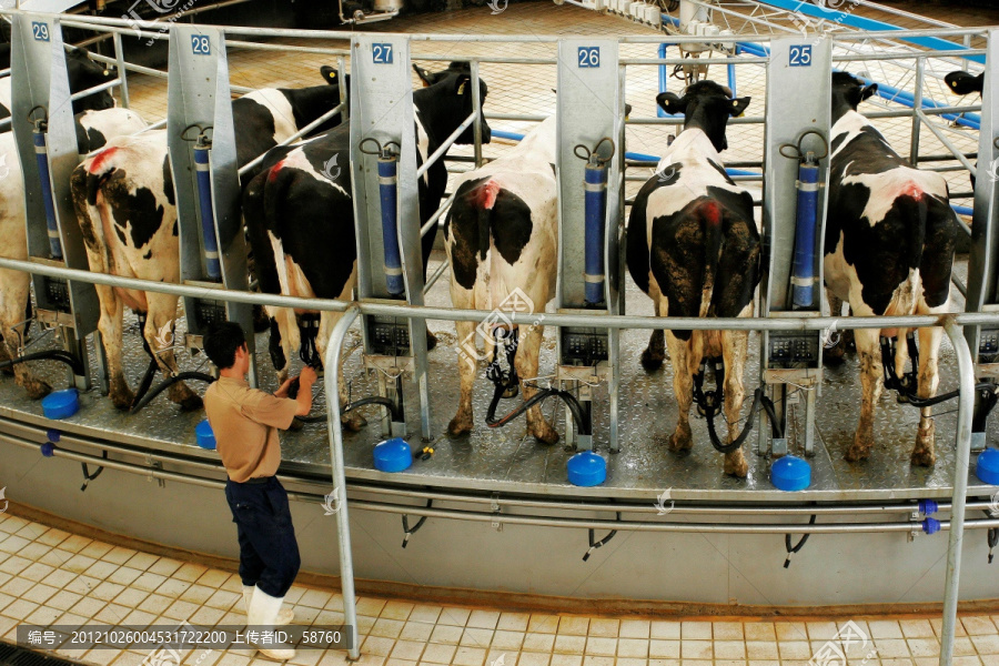 蒙牛乳业集团,奶牛在转盘上挤奶