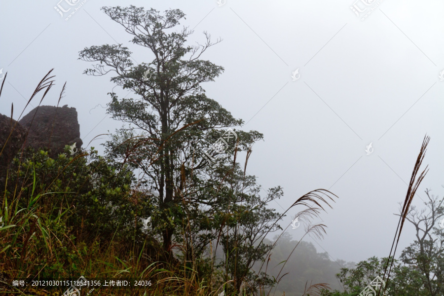 防城港南山风景区,树