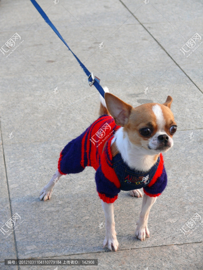 寵物犬