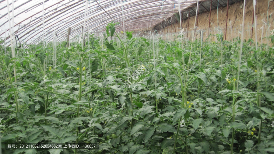 温室番茄栽培