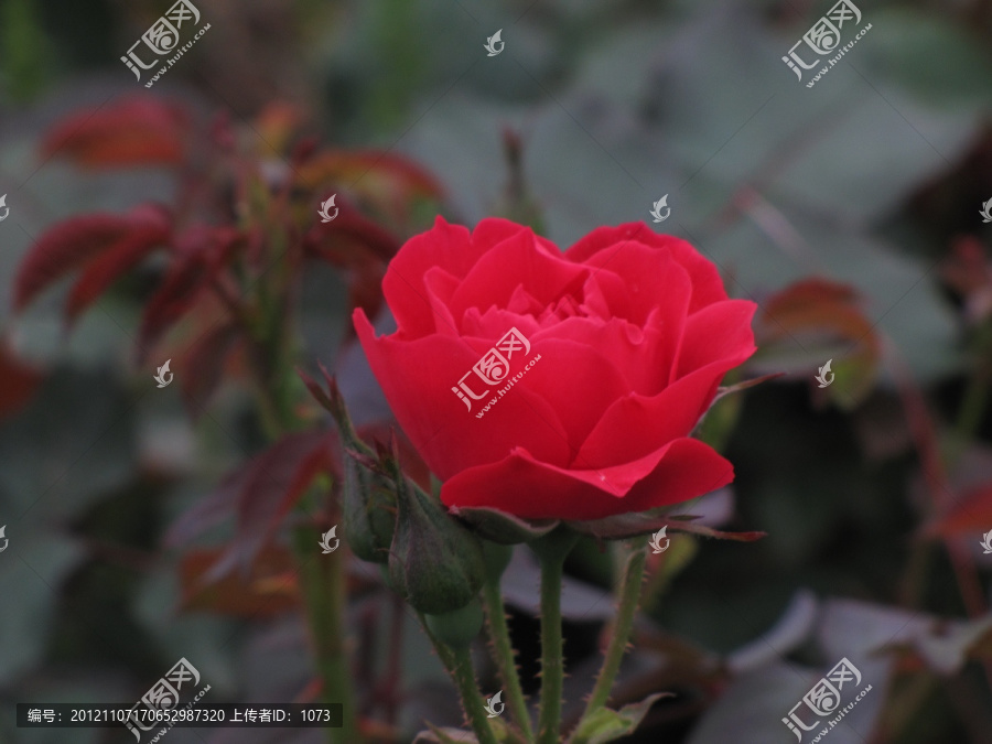 紅月季