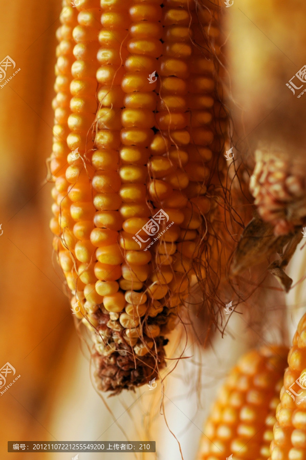 农家玉米丰收