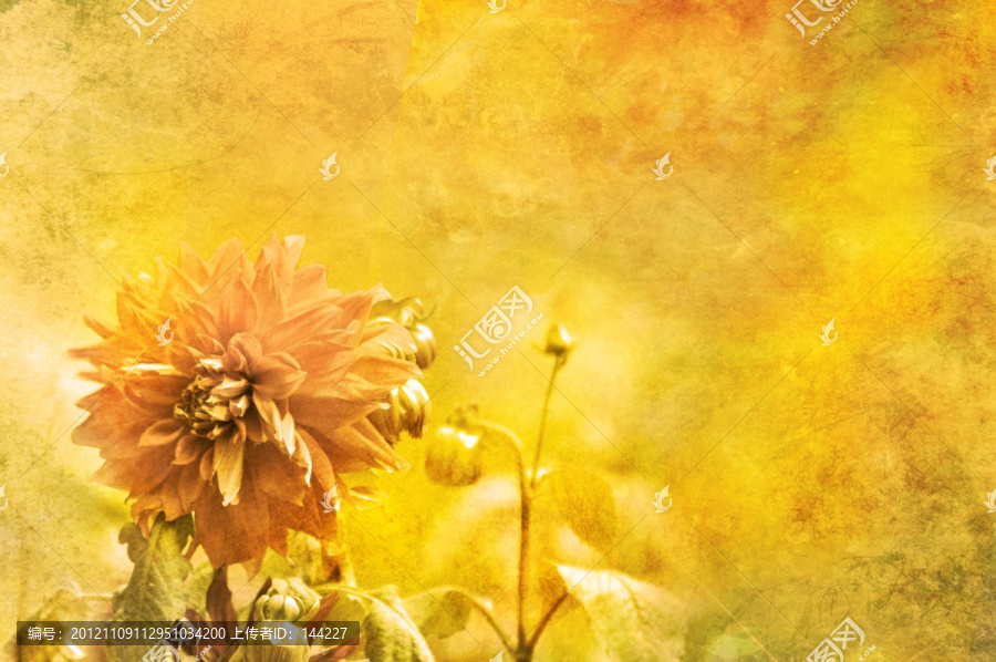 創(chuàng)意菊花