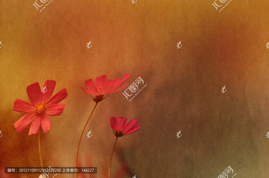 創意菊花
