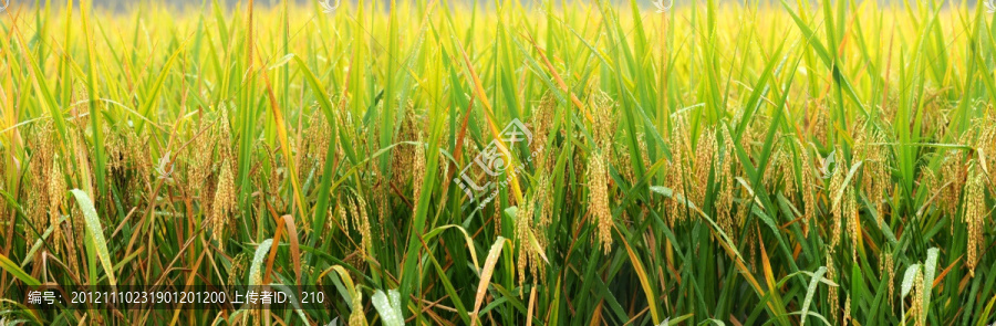 四川成熟水稻田园风光