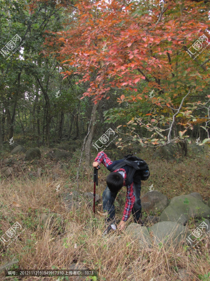 拣拾红叶