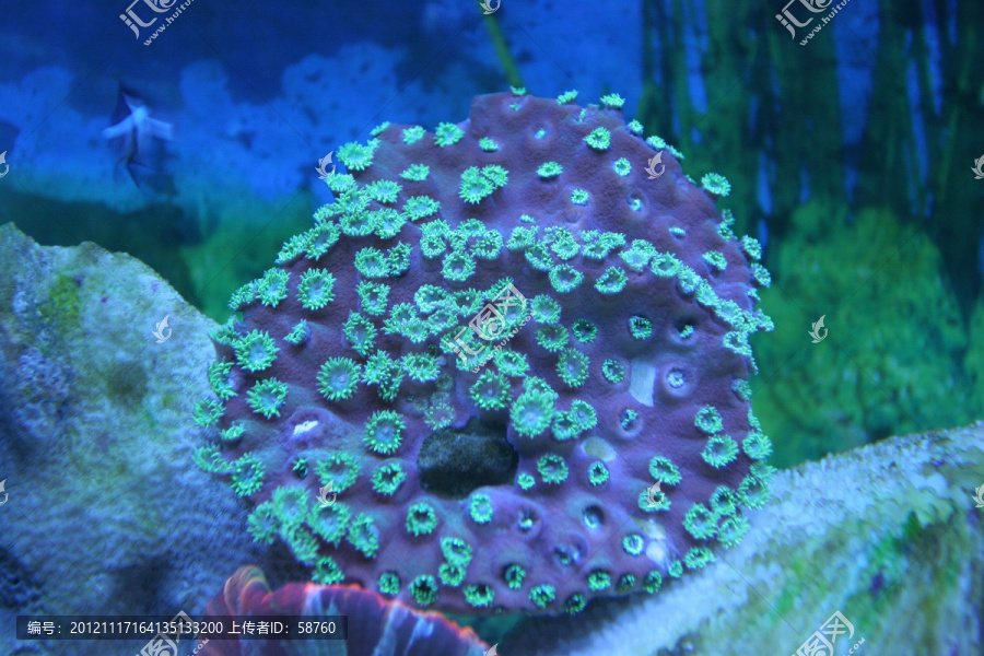 海洋生物,稚菊珊瑚