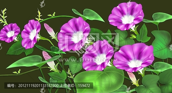 喇叭花
