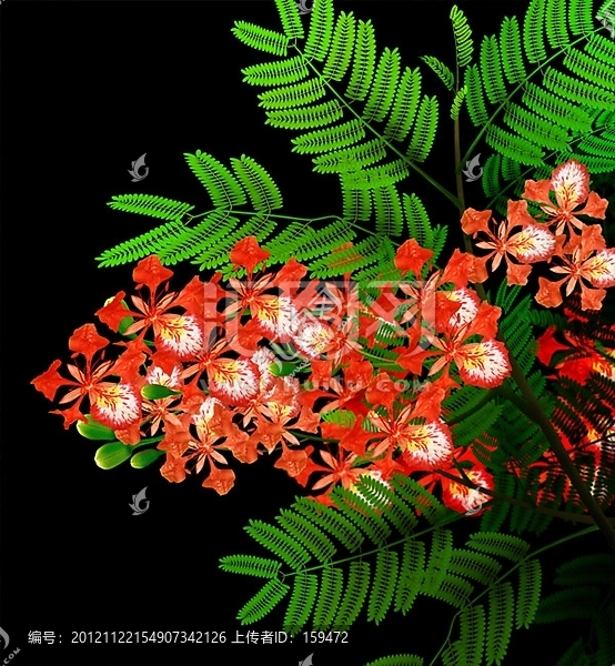 鳳凰花