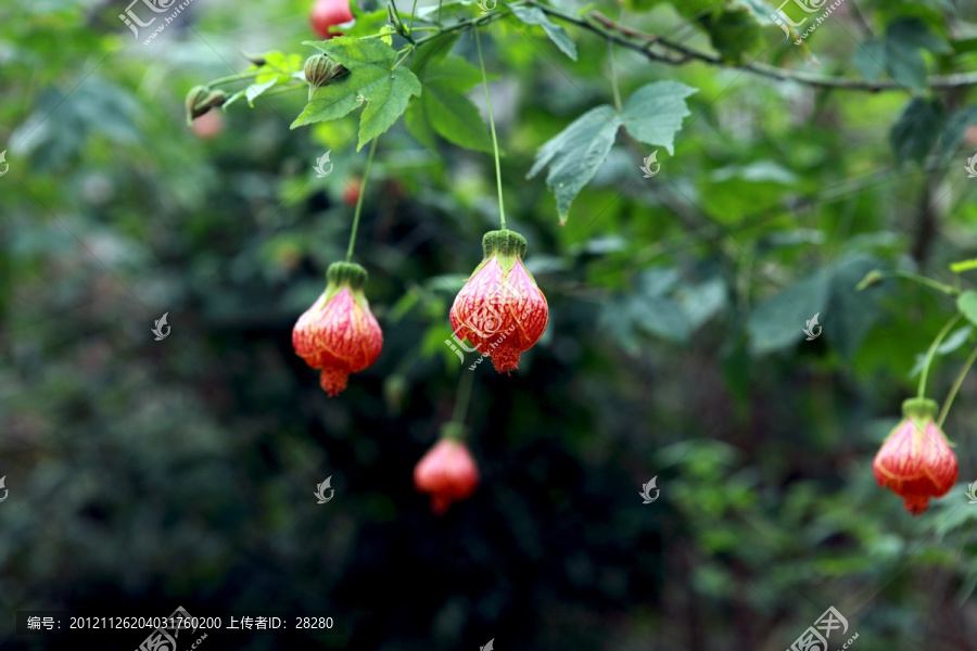 风铃花