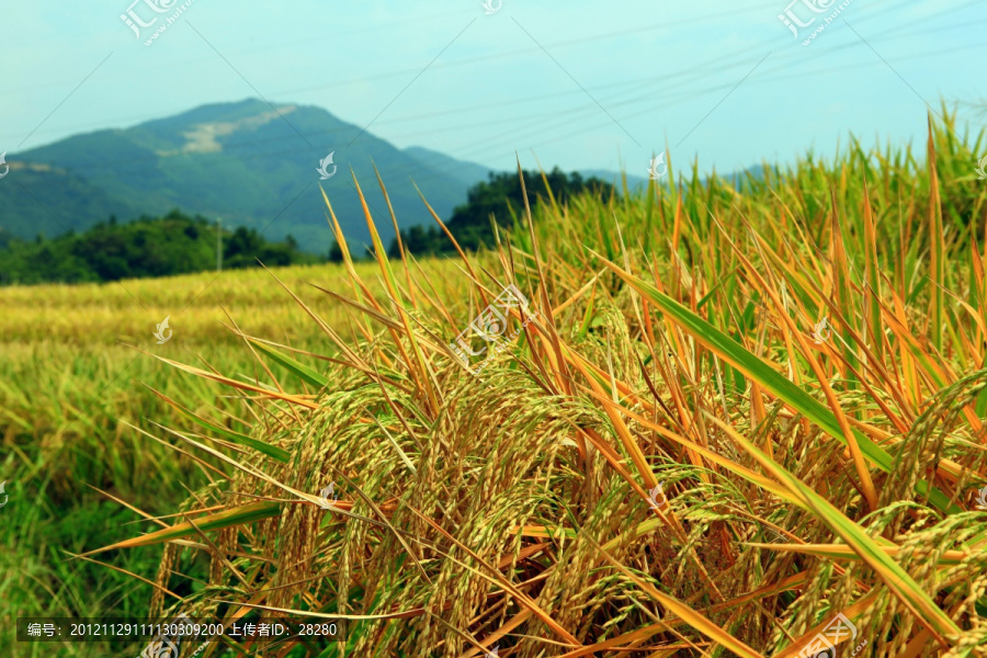 稻田