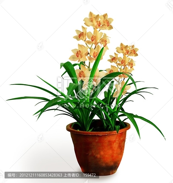 橙色蘭花