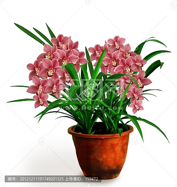 紅色蘭花