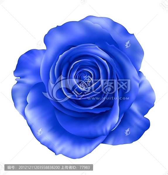 玫瑰花藍(lán)色妖姬