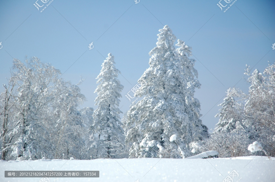 洁白的雪松