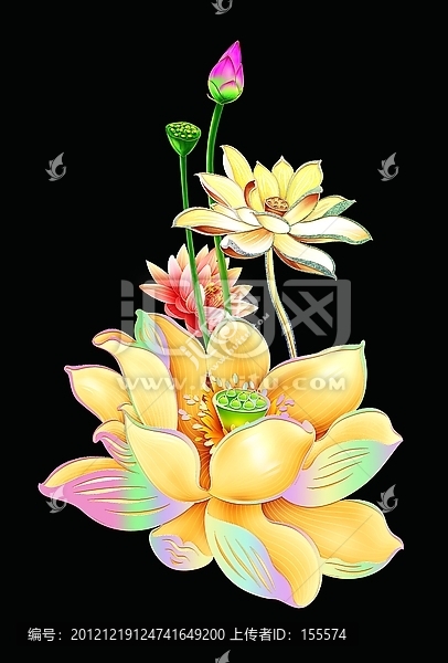 荷花