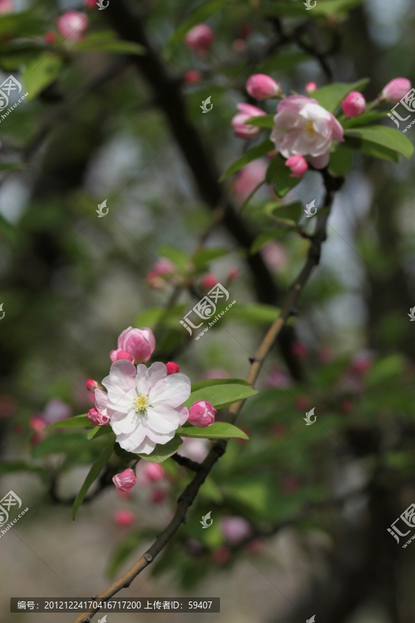 海棠,西府海棠